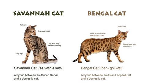 Bengal Cat Size Length