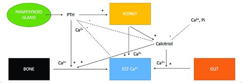 Regulation Of Extracellular Fluid Ecf Calcium Concentration By The