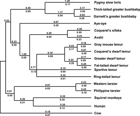 The Dnds Ratio On Each Branch Of The Primate Phylogeny Nonscaled