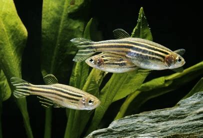 Poisson Zèbre Danio rerio guide complet sur ce poisson d aquarium