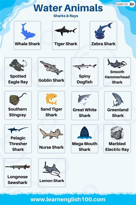 Water Animals - English 100