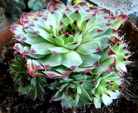 Sempervivum sp Esin İşcan Flickr