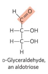 Biochem Exam Carbohydrates Flashcards Quizlet