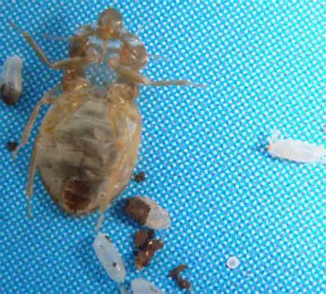 Bed Bug Shells Cast Skin And Exoskeleton Pestbugs