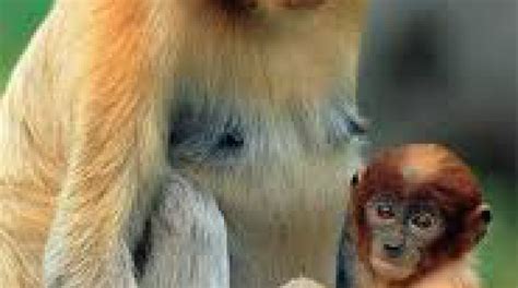 ᐈ Носач | Discover.in.ua