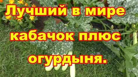 Лучший кабачок и июльский обзор чУднЫх кабачков и огурдыни - YouTube