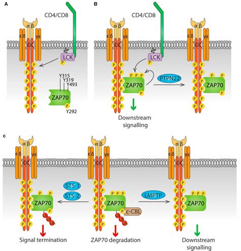 Frontiers Modulation Of Tcr Signaling By Tyrosine Phosphatases From