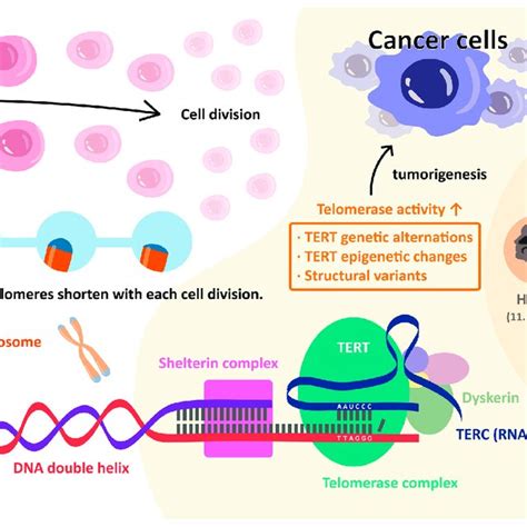 Frequencies Of Tert Promoter Mutations In Head And Neck Cancers From