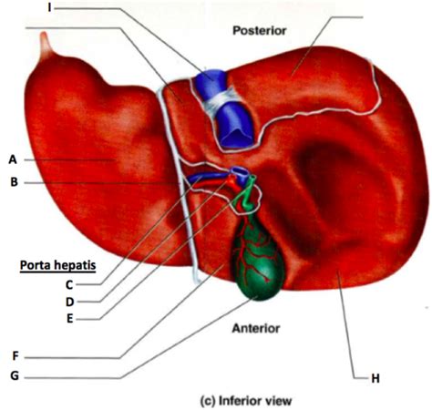 Hepar Vesica Biliaris Pancreas Flashcards Quizlet