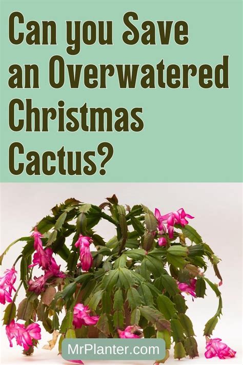 Saving Overwatered Christmas Cactus Tips And Tricks Christmas Cactus Christmas Cactus Care