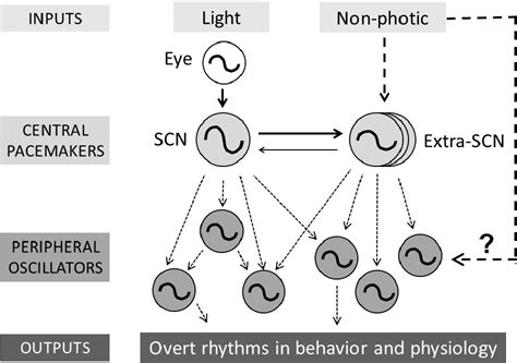 Figure 1 From Peripheral Circadian Oscillators Semantic Scholar