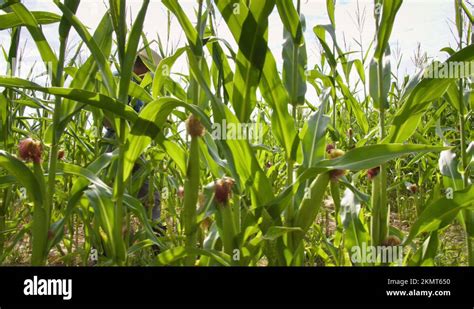 Farmer Wearing Straw Hat Walking Through Corn Field Man Going Between