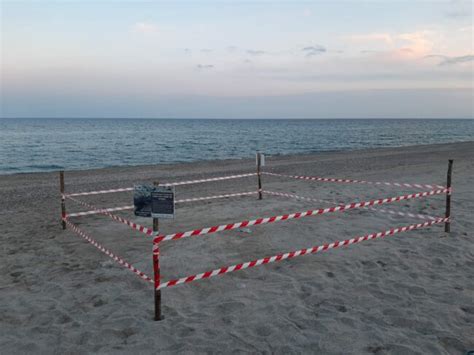 Trovato Il Primo Nido Del Di Tartaruga Marina Caretta Caretta