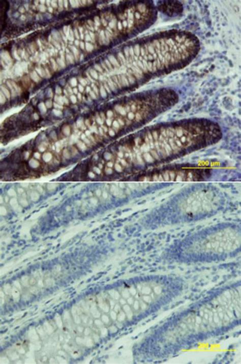 Human Cadherin Antibody R D Systems G Unlabeled Fisher