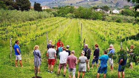 Passeggiata In Vigna A Calci Con Degustazione Di Vini Naturali Bio