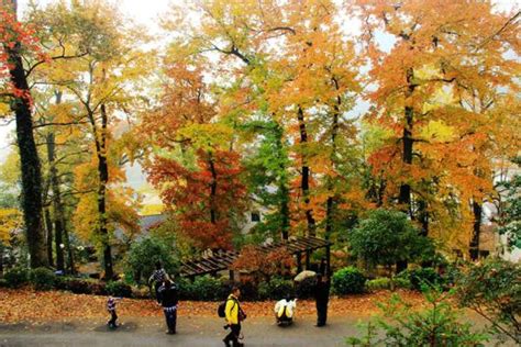 临安指南村红叶最佳观赏期2021 红枫节活动一览旅泊网