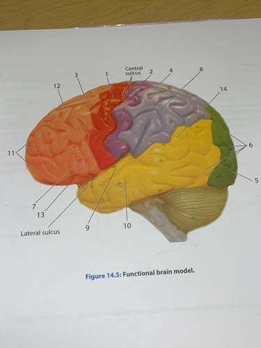 Page Lobes Of Brain Flashcards Quizlet