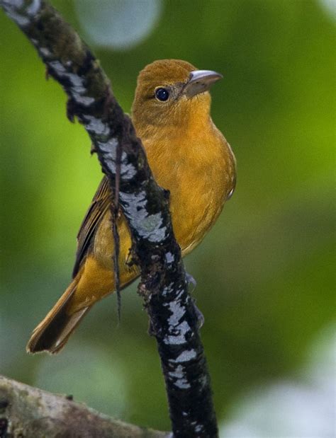 Tooth Billed Tanager Owen Deutsch Photography