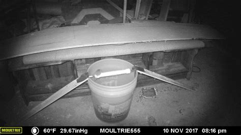 Rolling Log Pvc Bucket Mouse Trap In Action Youtube