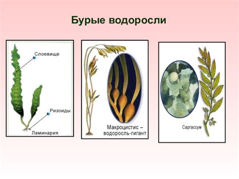 Бурые водоросли рисунок (42 фото)