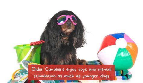 Living With An Older Cavalier King Charles Spaniel - Easy Spaniel Training