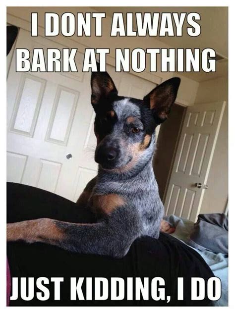 I Dont Always Bark At Nothing Dog Memes Funny Dog Pictures