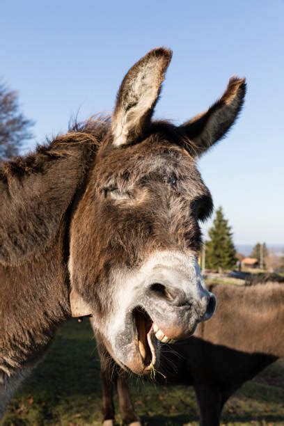 Best Donkey Teeth Stock Photos, Pictures & Royalty-Free Images - iStock