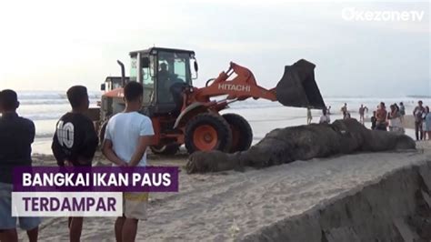 Bau Menyengat Bangkai Ikan Paus Berukuran Raksasa Terdampar Di Pantai