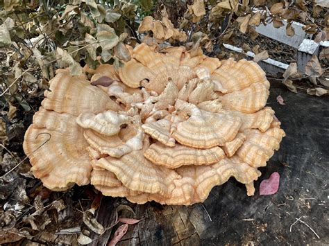 Expect a dry summer after the massive rain totals for san diego 12