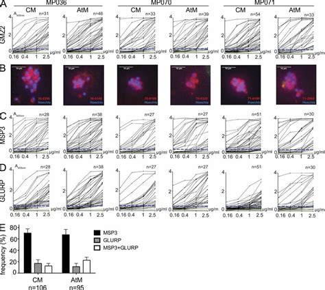 Anti Pf Cm And Atm Antibody Reactivity A Gmz Elisa Reactivity The