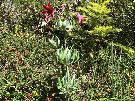 Bolander S Lily From Rogue River Siskiyou National Forest Agness OR