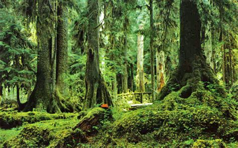 Hoh Rainforest | Washington State Wiki | FANDOM powered by Wikia