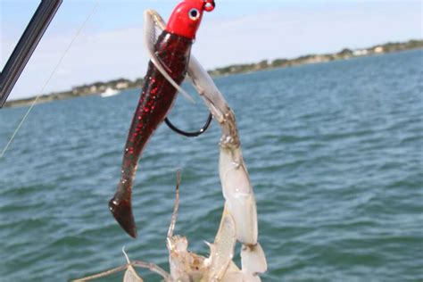 Tips For Catching Mantis Shrimp In Florida VISIT FLORIDA