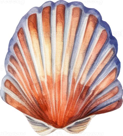 Seashell Watercolor Illustration Ai Generated Png