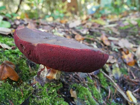 Scarletina Bolete Neoboletus Praestigiator Previously Boletus