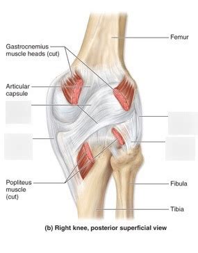 PRACTICAL 2 Articulations Inside Knee Joint Posterior View Diagram