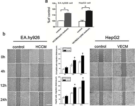 The Proliferation And Migration Of Eahy926 Cells And Hepg2 Cells Were