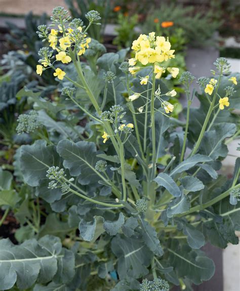 Does Broccoli Grow Flowers? - BroadPick