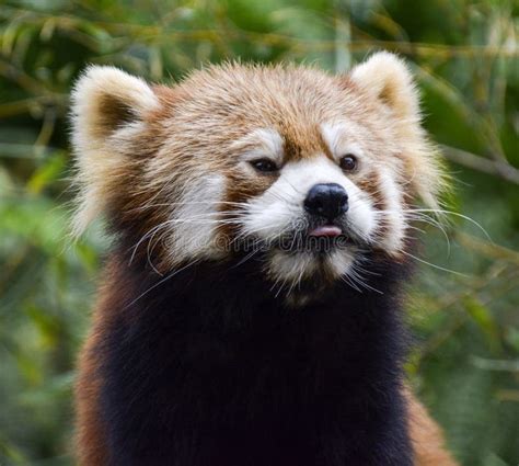 Red Panda stock photo. Image of brown, small, eyes, mammal - 317780352