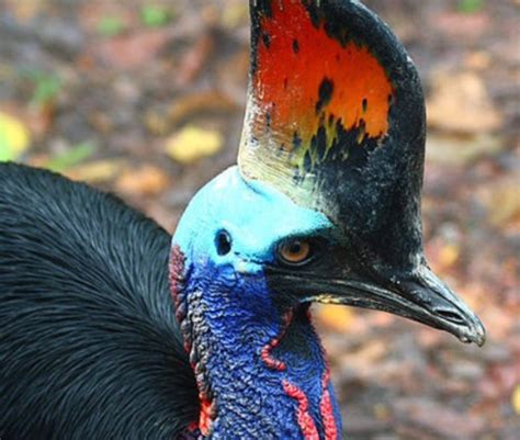 Oiseaux De Parc