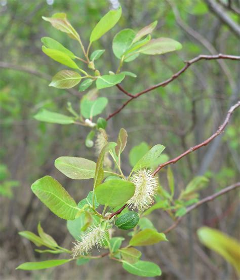 Balsam Willow Awes Agroforestry And Woodlot Extension Society Of