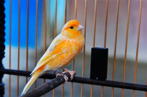 5 Things You Need to Know About Canaries — Pet Central by Chewy