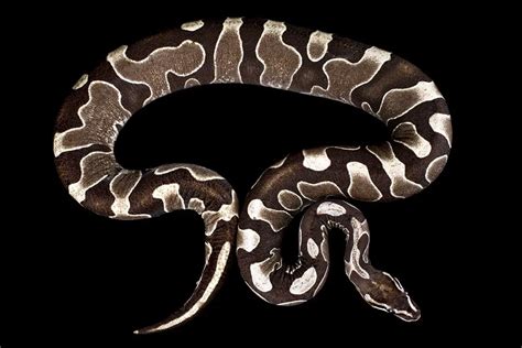 Scaleless Ball Python Prices: How Much Do They Cost? - ReptileHow.com