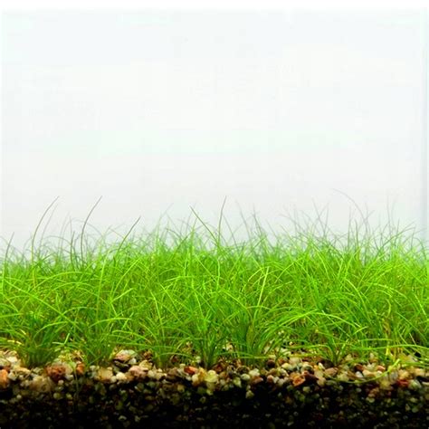 Eleocharis Parvula Mini In Vitro Aqua Art 14920372399 Allegro Pl