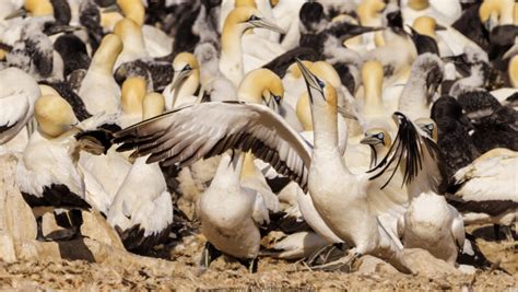 Australasian Gannet Breeding With A Cape Gannet On Bird Island