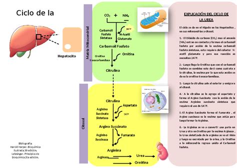 Esquema Del Ciclo De La Urea Ciclo De La Urea Matriz Mitocondrial