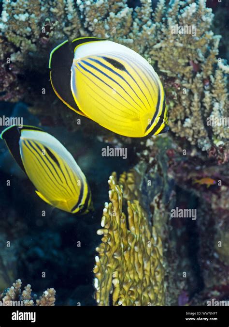 Black Tailed Butterflyfish Hi Res Stock Photography And Images Alamy