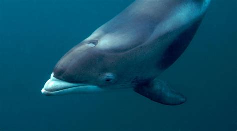 Here Are Our Top 10 Facts About Dolphins Wwf