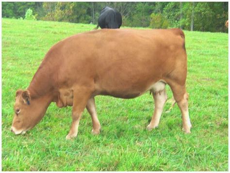 Generalidades de la Ganadería Bovina Gelbvieh