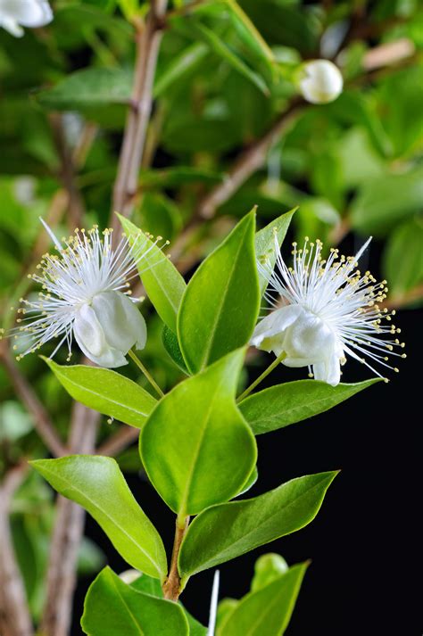 Dwarf Myrtle Plants Express